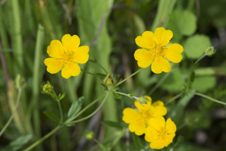 Лапчатка прямостоячая Potentilla erecta l.