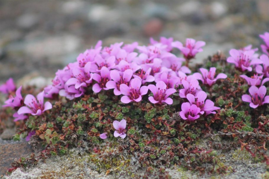 Мзымтелла жестколистная