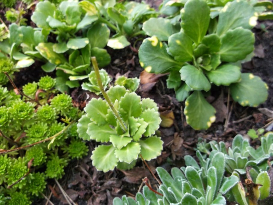 Камнеломка дернистая