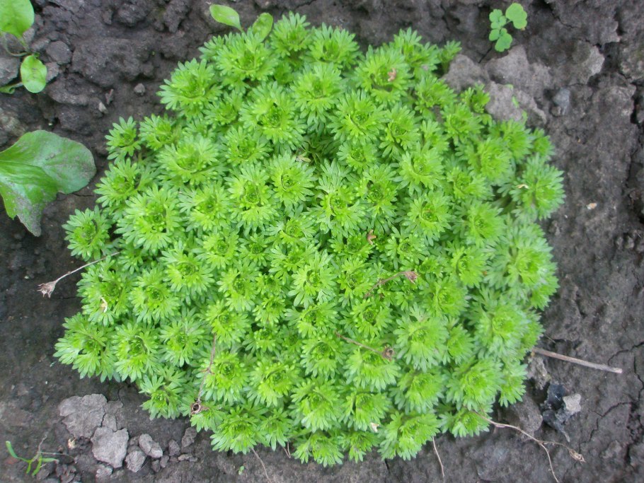 Камнеломка бурсера