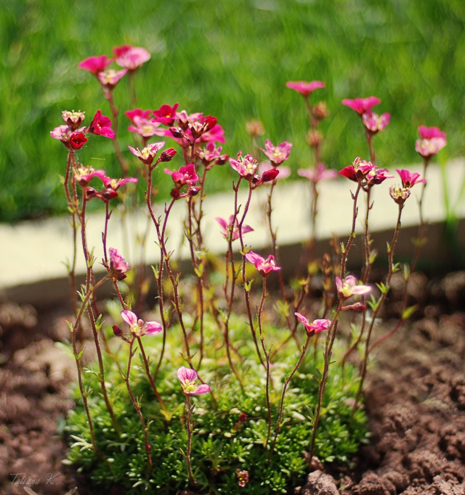 Камнеломка моховидная - Saxifraga muscoides.