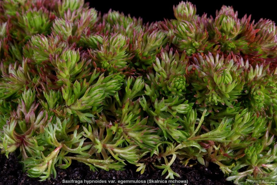 Камнеломка супротивнолистная