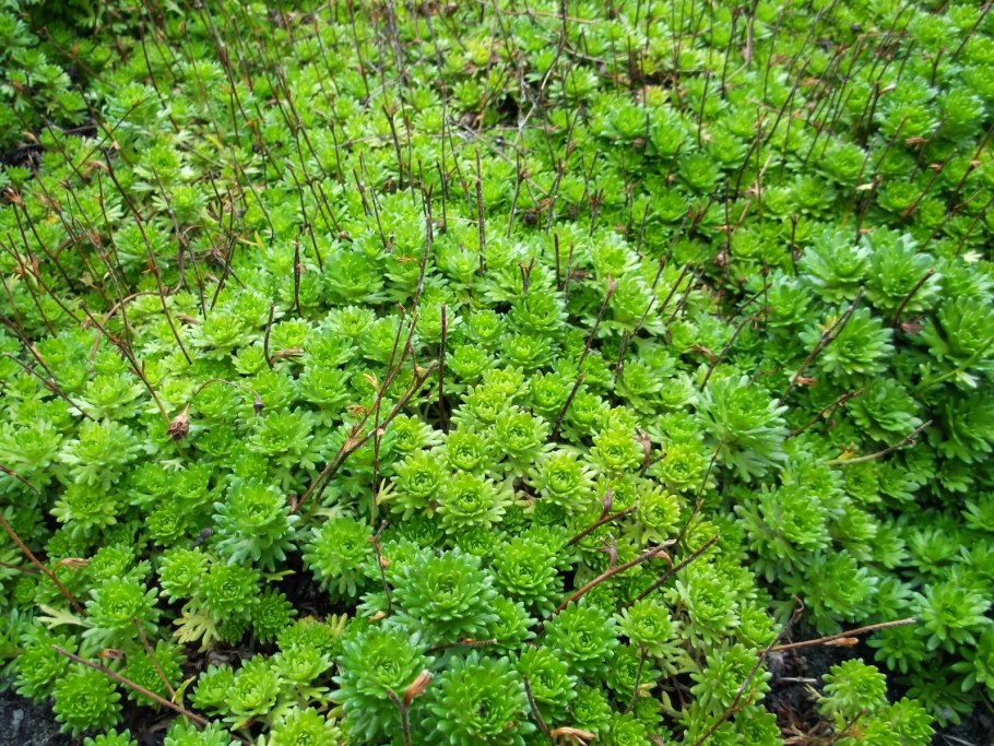 Камнеломка моховидная фото