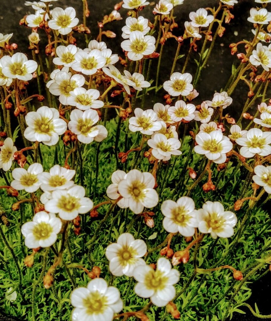 Камнеломка моховидная Saxifraga bryoides
