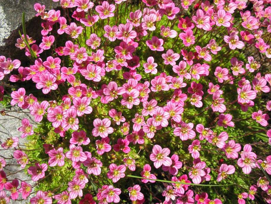 Камнеломка саксифрага