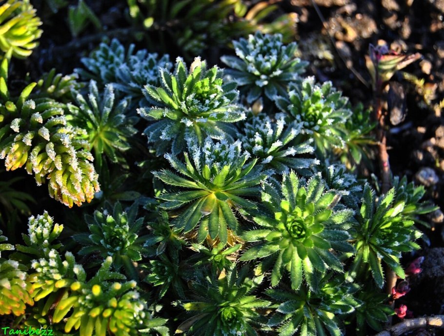 Камнеломка хайлендер