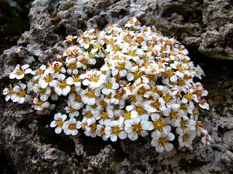 Камнеломка трехвильчатая