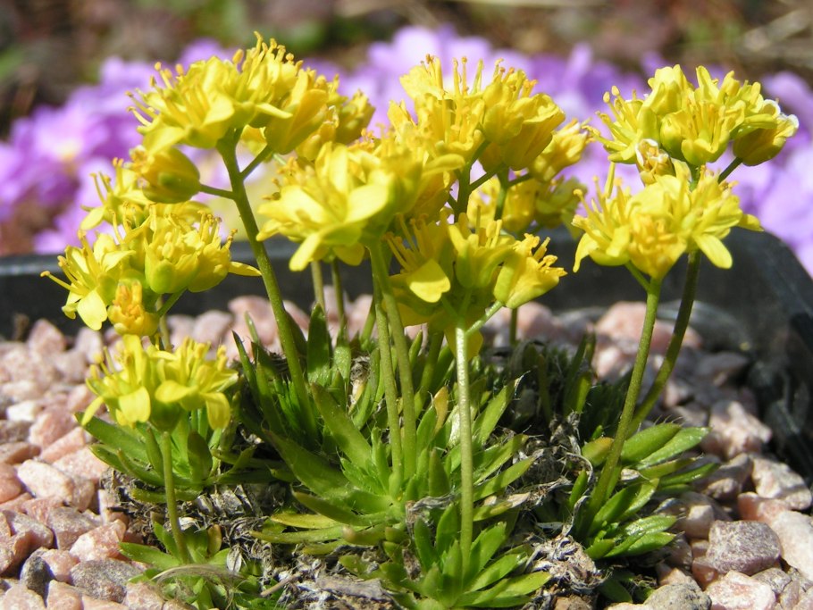 Крупка моховидная Драба