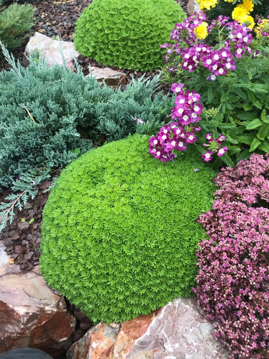 Камнеломка жёстколистная