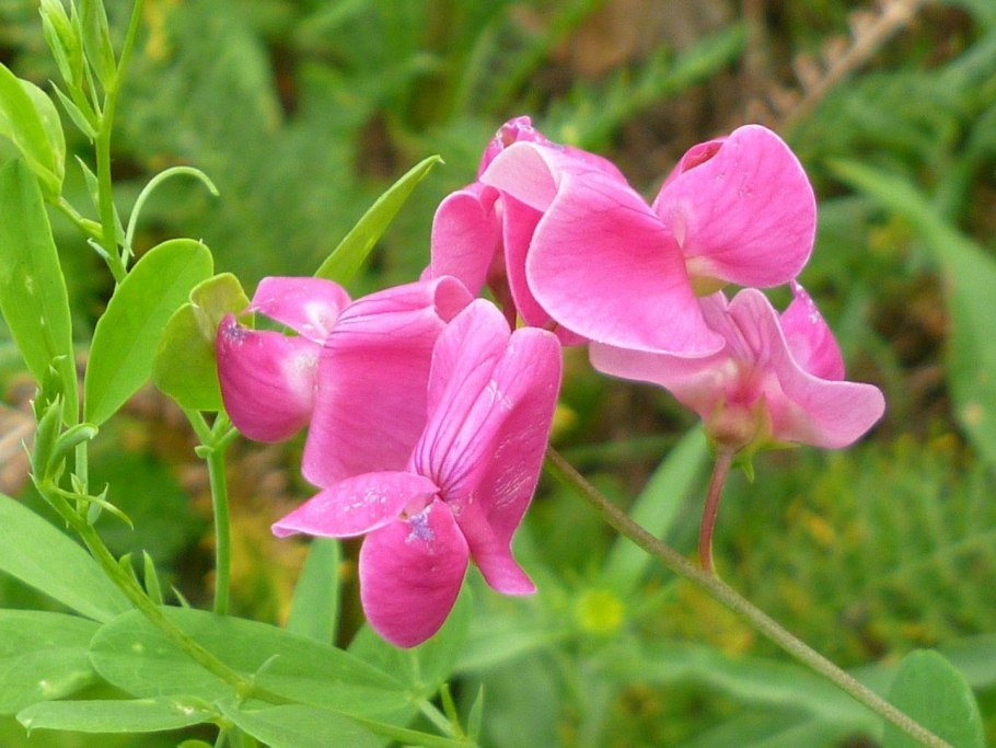 Чина (Lathyrus)