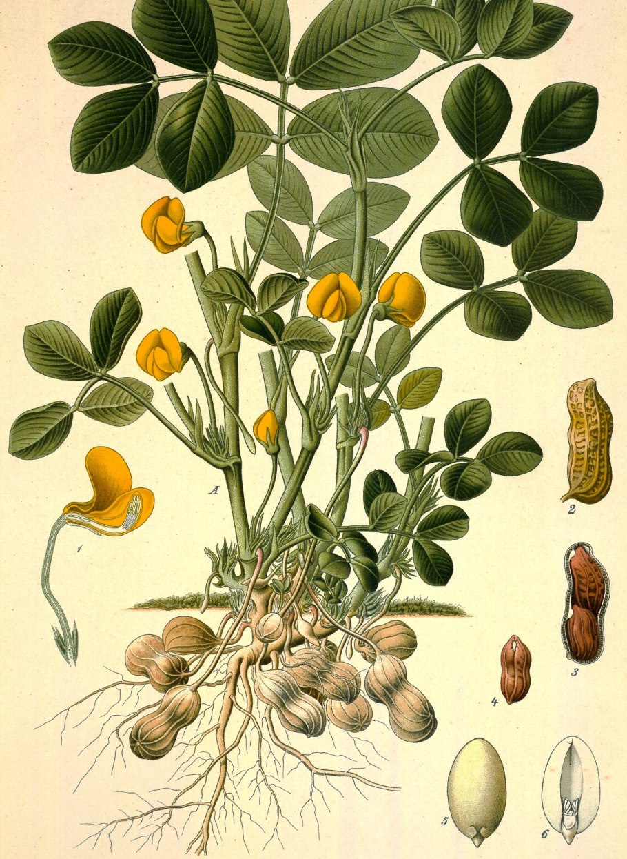 Vicia sepium – горошек заборный