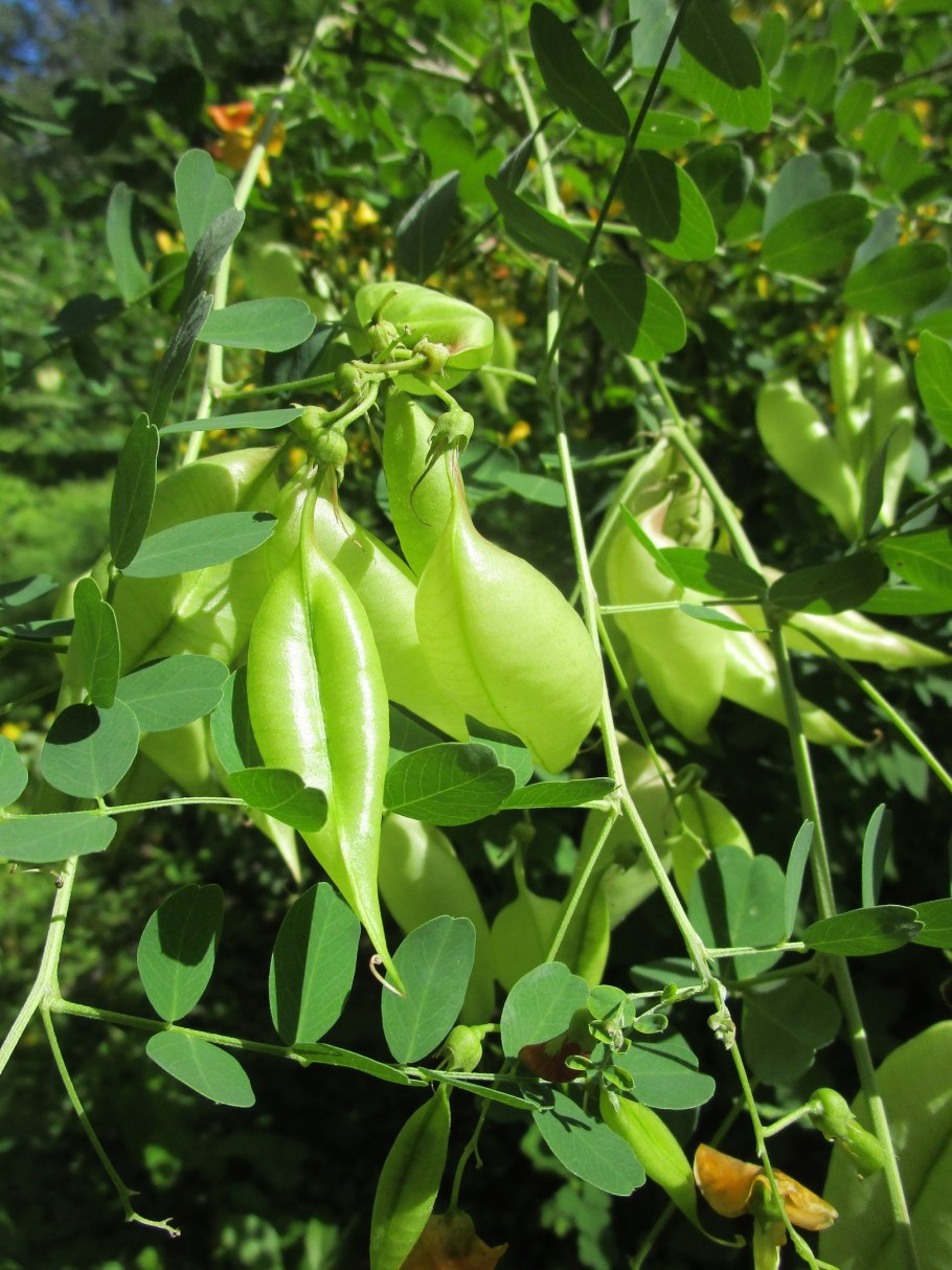 Пузырник цветок