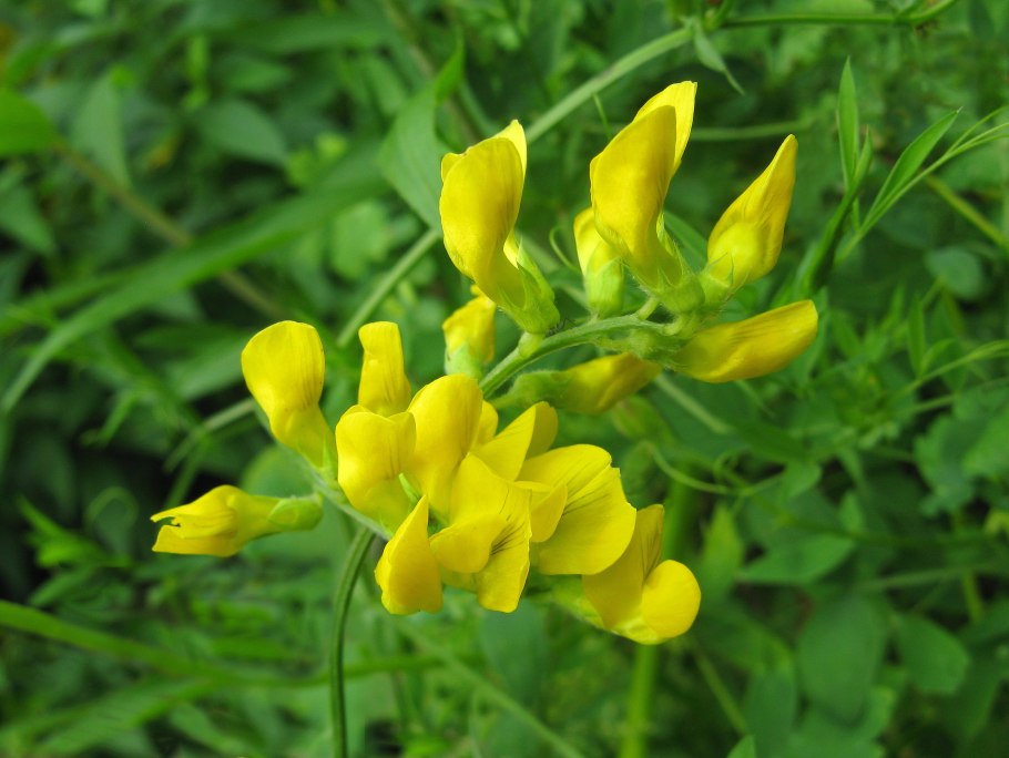 Чина Луговая (Lathyrus pratensis)
