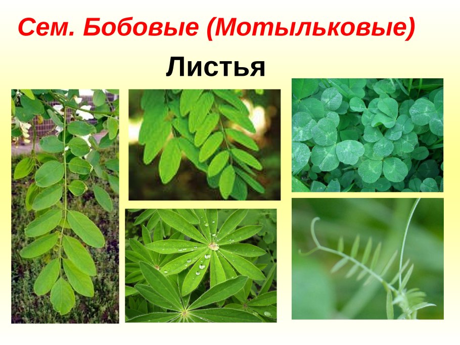 Бобовые двудольные