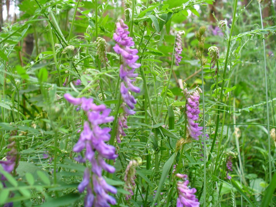 Вика Яровая растение