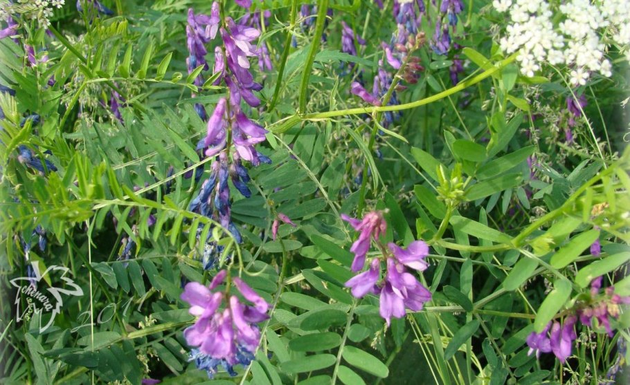 Лесные цветы розовые бобовые