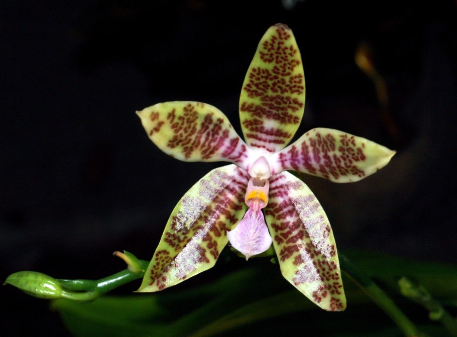 Фаленопсис Phalaenopsis hieroglyphica