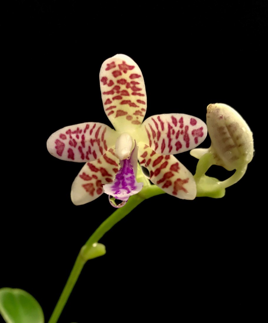 Phal Sedirea japonica