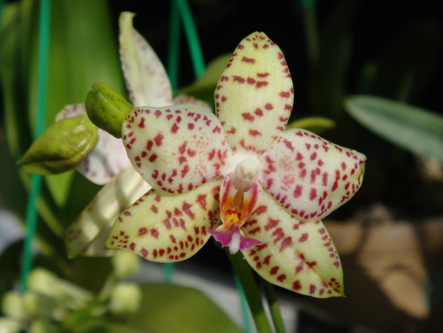 Орхидея Phal. Princess