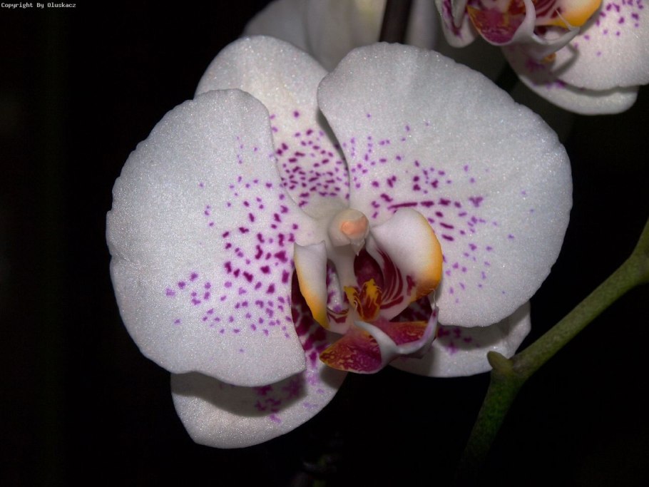 Орхидея Phal Cellinde(lindenii celebensis) Schiller