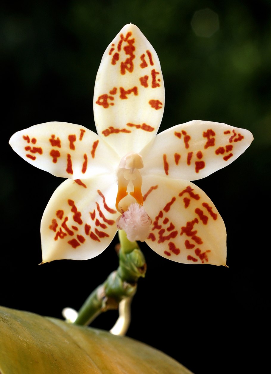 Фаленопсис Phalaenopsis hieroglyphica