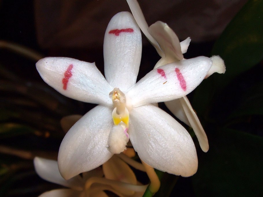 Фаленопсис tetraspis с2