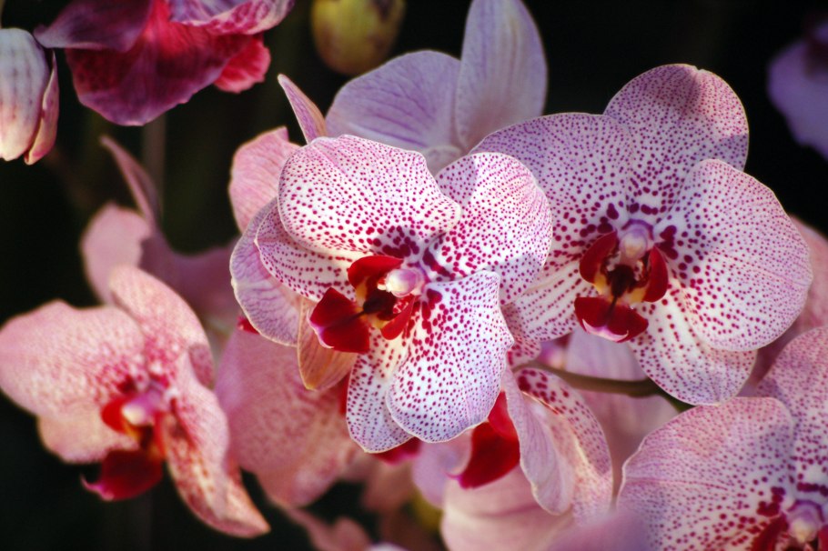 Phalaenopsis reichenbachiana