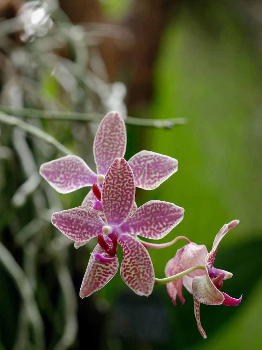 Phal (Philippines x floresensis)