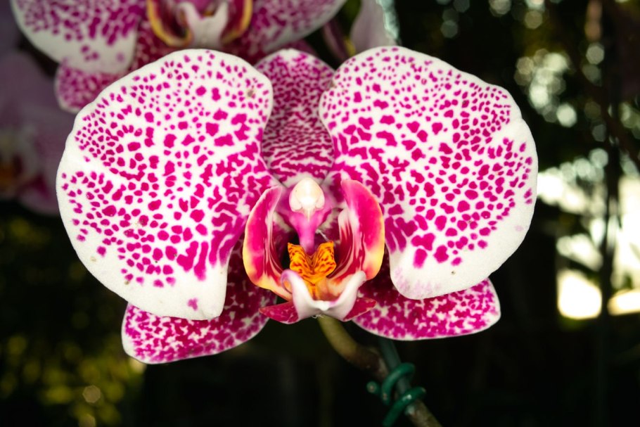 Phalaenopsis cochlearis
