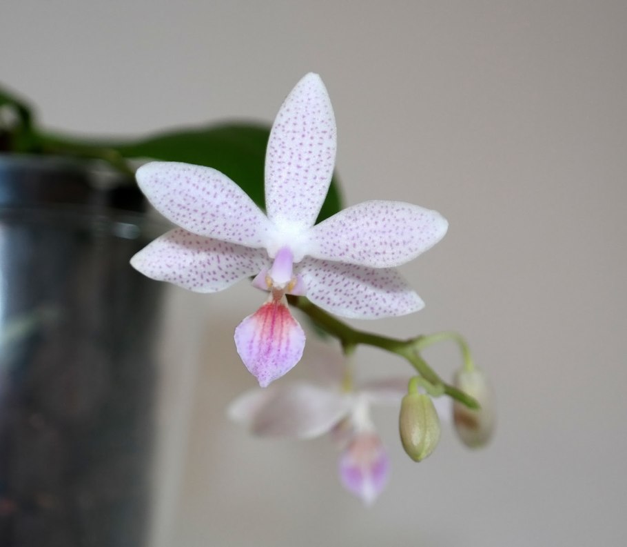 Орхидея Phalaenopsis Manila