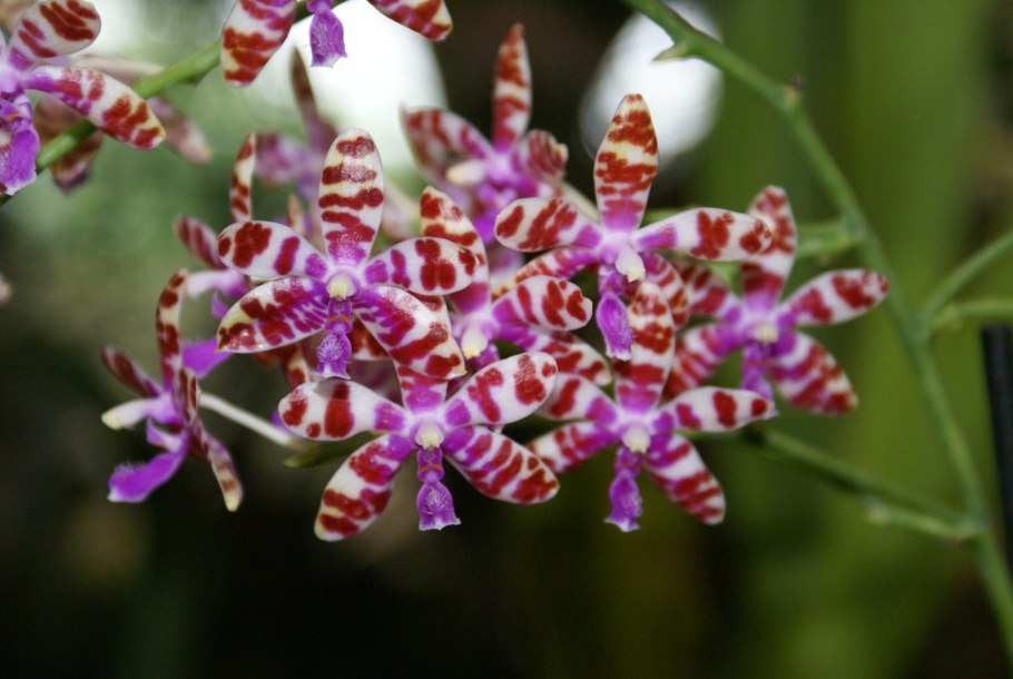 Фаленопсис Марии Phalaenopsis Mariae