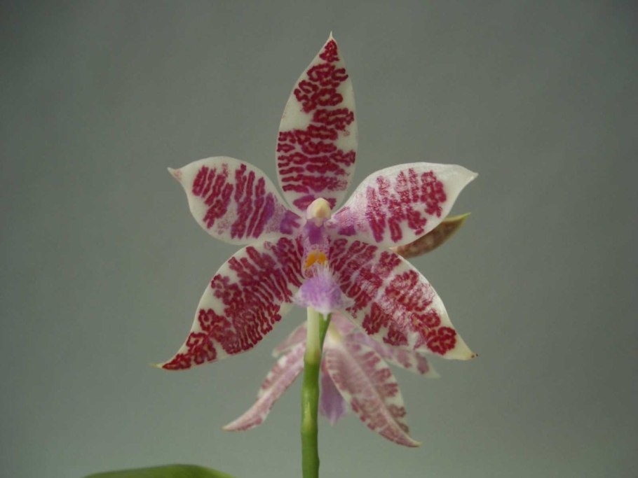 Орхидея Phalaenopsis Manila