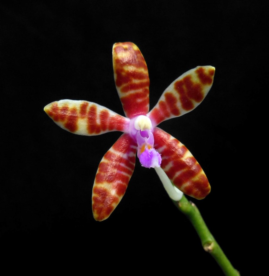 Phalaenopsis bastianii