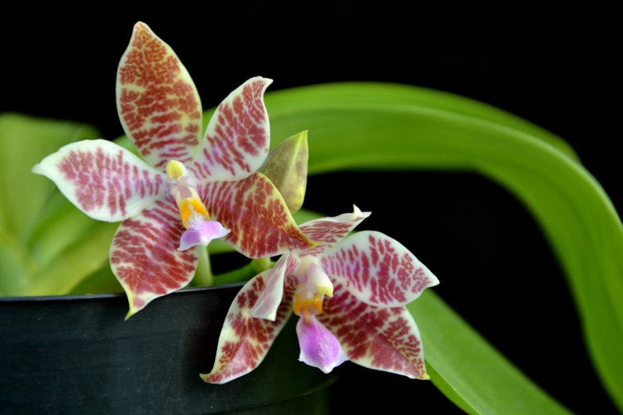 Фаленопсис иероглифика Phalaenopsis hieroglyphica