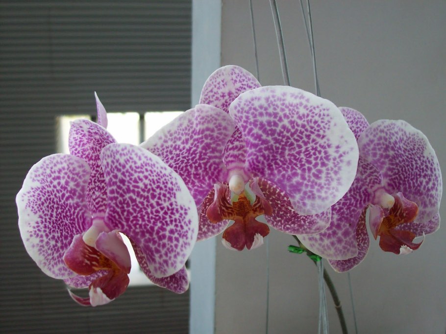 Орхидея Phal.Duke