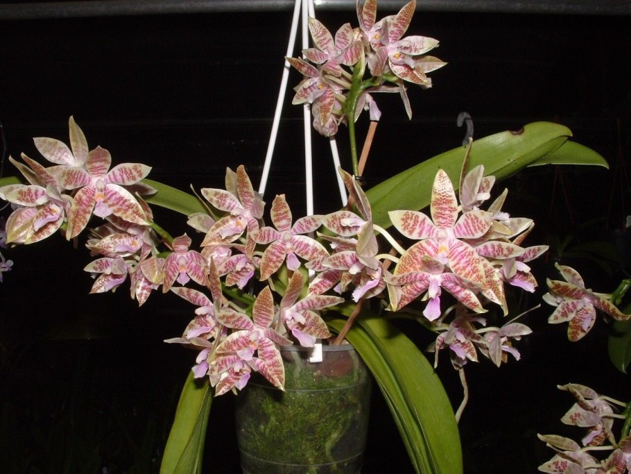 Фаленопсис иероглифика Phalaenopsis hieroglyphica