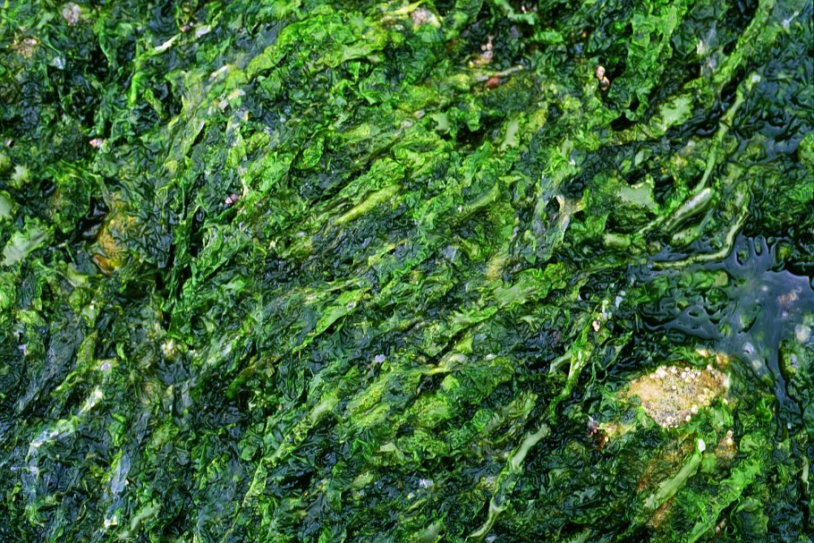 Ульва водоросль