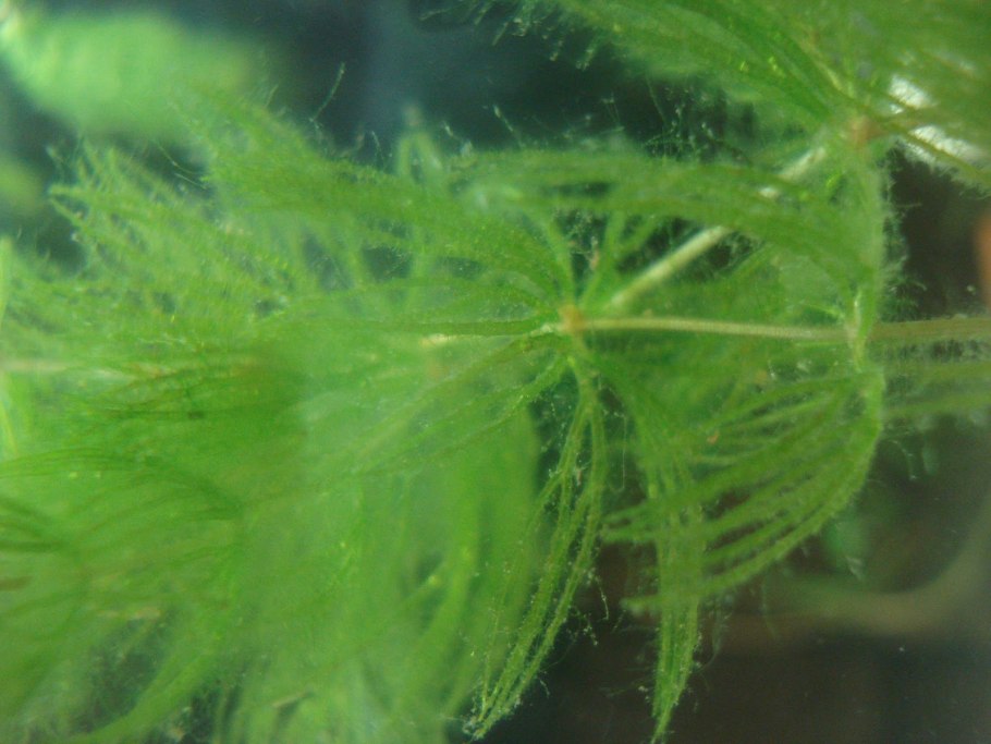 Каулерпа Тиссолистная