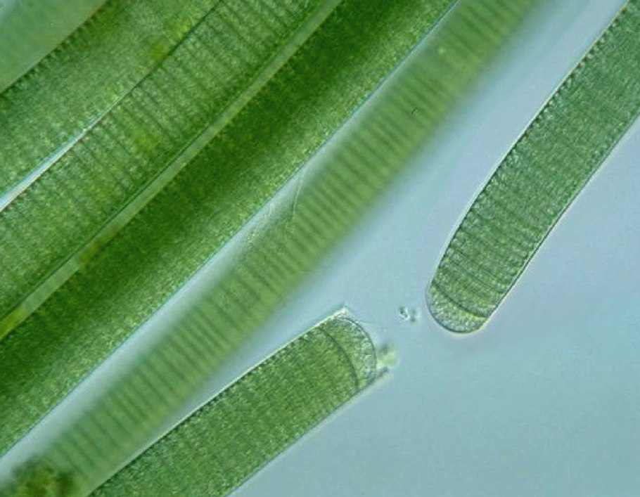 Водоросль фукус исчезающий