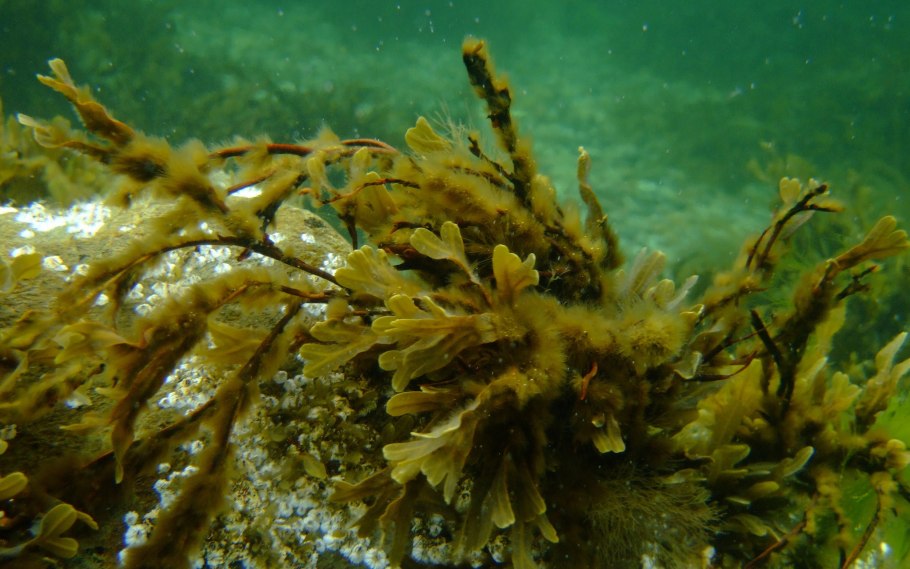 Энтероморфа водоросль