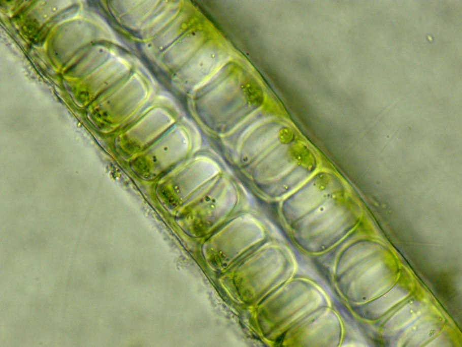 Ульвофициевые водоросли