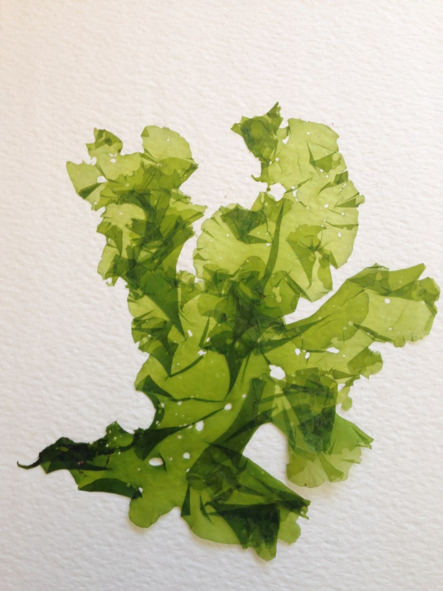 Зелёные водоросли Ульва