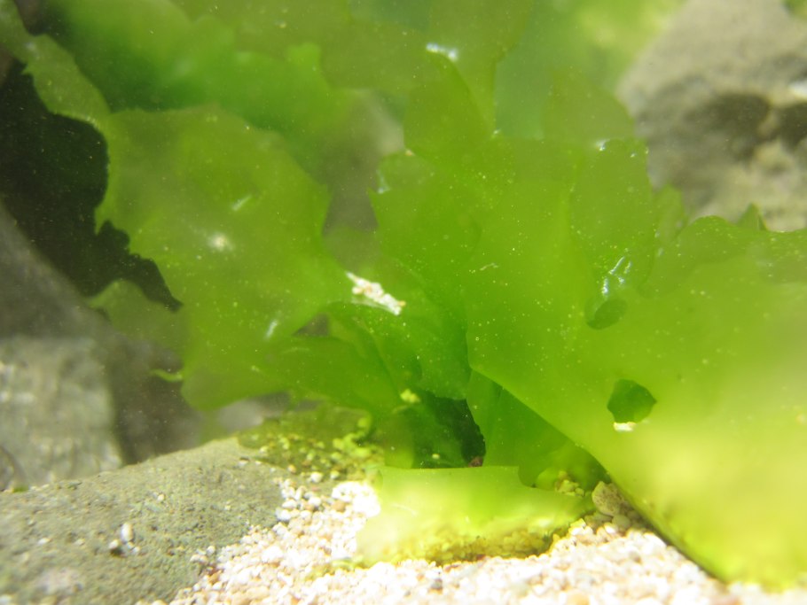 Ульва многоклеточная водоросль