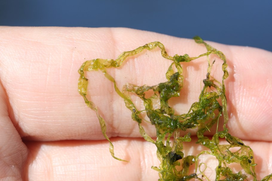 Морские водоросли Ульва