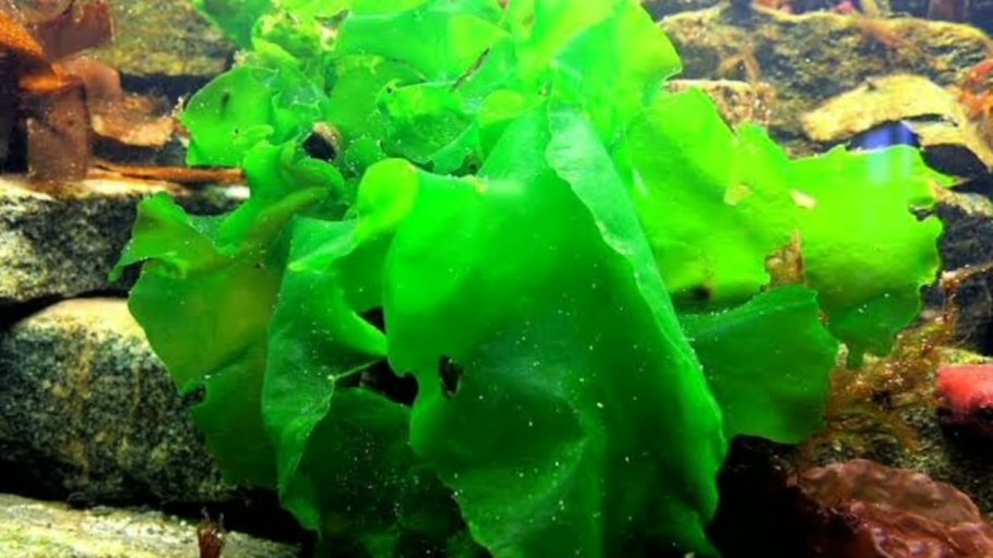 Зеленая водоросль энтероморфа