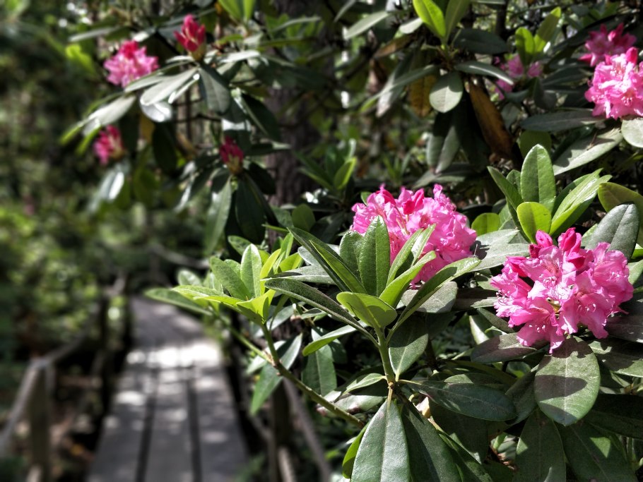 Рододендрон Эрато