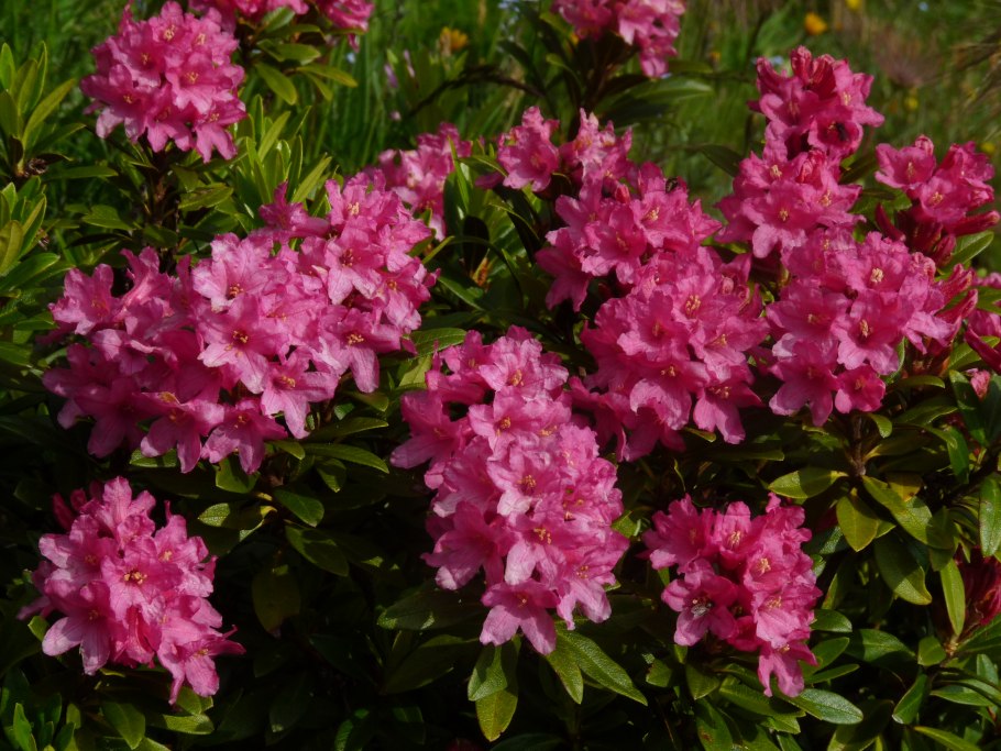 Рододендрон йедский