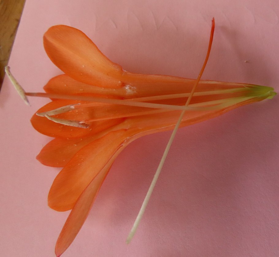 Чеснок Гарлик