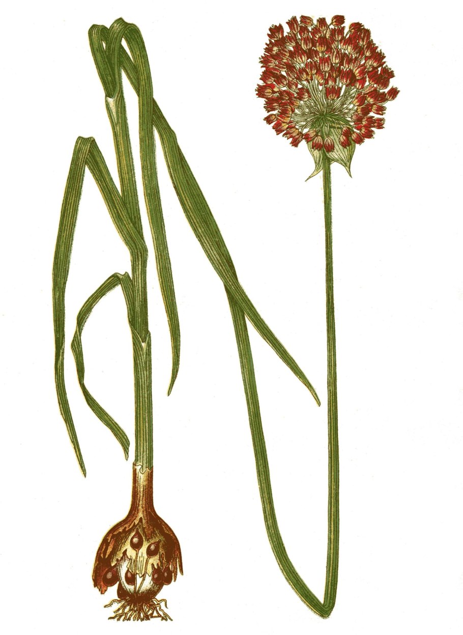 Лук круглый (Allium rotundum)