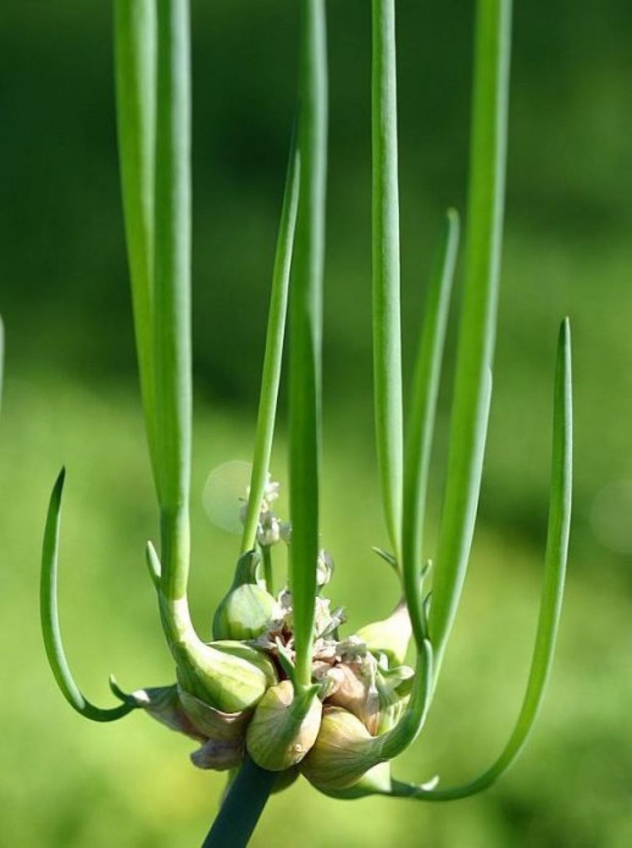 Уборка лука репчатого для зимнего хранения